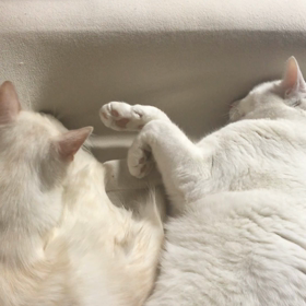 おかゆとしらたきの画像