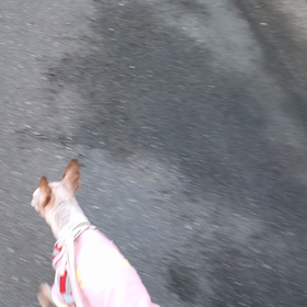 ミニピンの日の画像