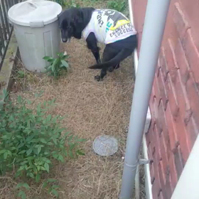 プレゼントの画像