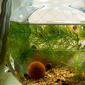 本日より営業再開いたしております。の画像