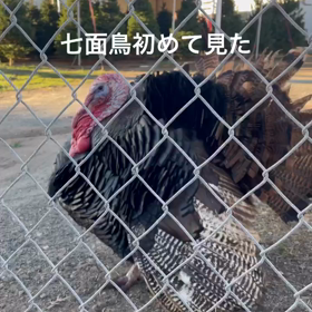七面鳥を初めて見ましたの画像