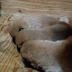 美玲　７日目体重測定しましたの画像