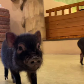 みんなでお散歩を楽しもう！の画像