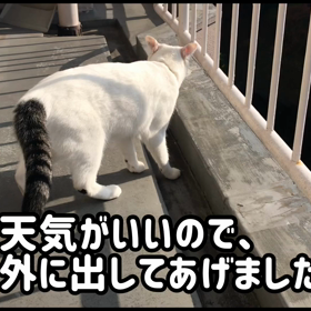 今日のテンの画像