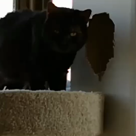 ダディくん、マリーさんお引越し☺️の画像