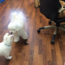 じゃれあいの画像