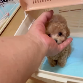 ❤️決まりました❤️さくらんぼちゃん動画❤️の画像