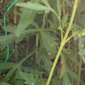 コスモスの画像