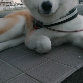 最初1時間はバッチリ連続ゴロ寝、その後やっとしゃきしゃき散歩。未来丸の朝散歩のパターンが固まっての画像