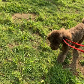 6月19日11わんこと1時間遠足  代々木公園の画像