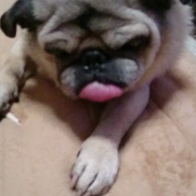 大好きなおやつの画像