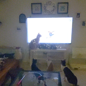 You Tubeに夢中(=^･ｪ･^=)の画像