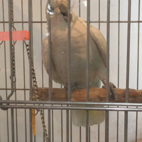 悪い子、だいこん、だけど…の画像