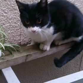 くろちゃん捕獲大作戦　結果の画像