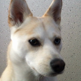 Poppy は ヒートの画像