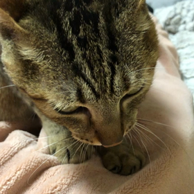 ふみふみは続くよどこまでもの画像