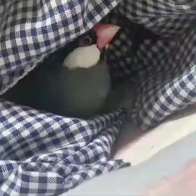 ぴーちゃんはどこにいるかなの画像