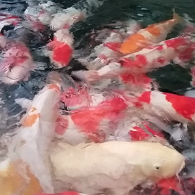 今朝の鯉の画像