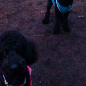 暗いうちから…の画像