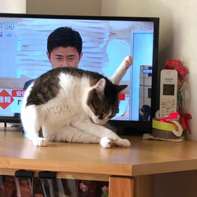 安倍さん安倍さん…日本は美しい国にはなれませんでしたよ。の画像