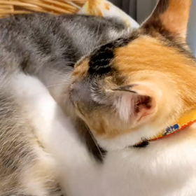 あたしが一番の画像