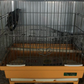 反復横跳びの画像