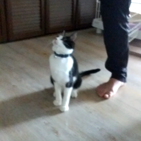 最近の太陽の画像