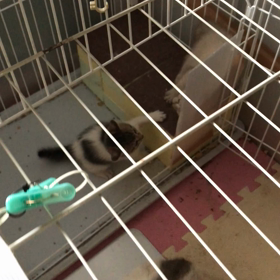 生後6週目になりました〜の動画2本の画像