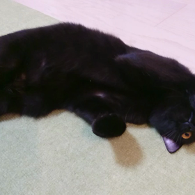 ブラッシングの画像