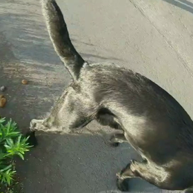 しゃっ！しゃっの画像