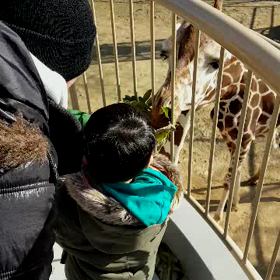 ★動物園♪動画▽･ｗ･▽★の画像