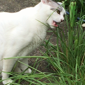草、食べますの画像