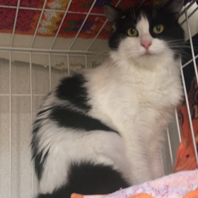 ひめの空気砲の画像