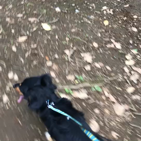 ♪お散歩動画♪代々木公園♪の画像