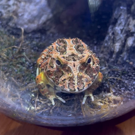 床屋の中のゲロゲーロの画像