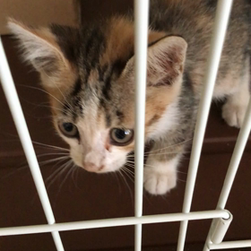 おはようメアリ！の画像