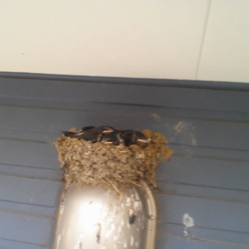 生後18日！の画像