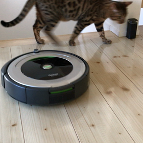 ルンバで猫の冬毛もキレイさっぱりお掃除の画像