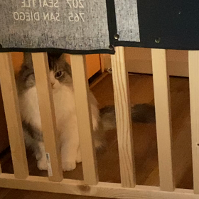 おぎんちゃんの朝の画像