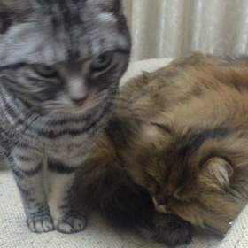 動画あげられるかな？の画像