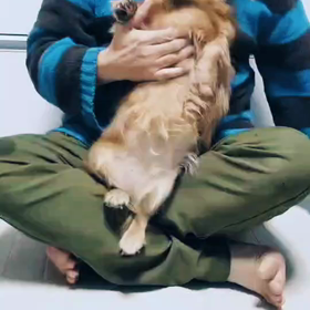 ヾﾉ ◜ω◝ )ｲﾔｲﾔやらされてますぅ〜▽^ェ^▽ ﾜﾝ!セーラー服を脱がさないで〜の画像