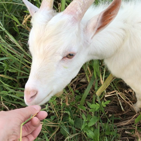 波照間島のやぎちゃんの画像