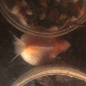 ぐー・ぱー／金魚／動画の画像