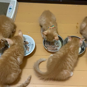 スコッティとデカ君にお声がかかりました。の画像