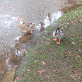 雨とオ、ヤツの画像