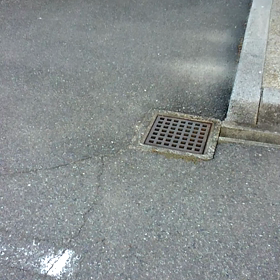 野良猫ちゃんの画像