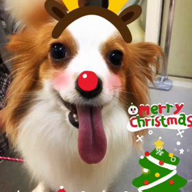Merry Christmasの画像