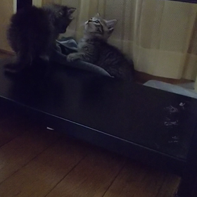 新しい家族の画像