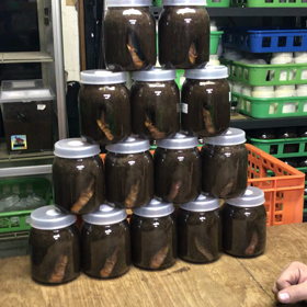 カブトムシ飼育術 その後の壱の画像