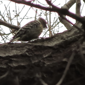 またまたコゲラの画像